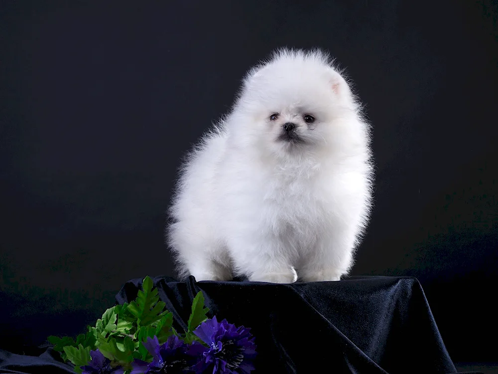 Pomeranian Spitz black