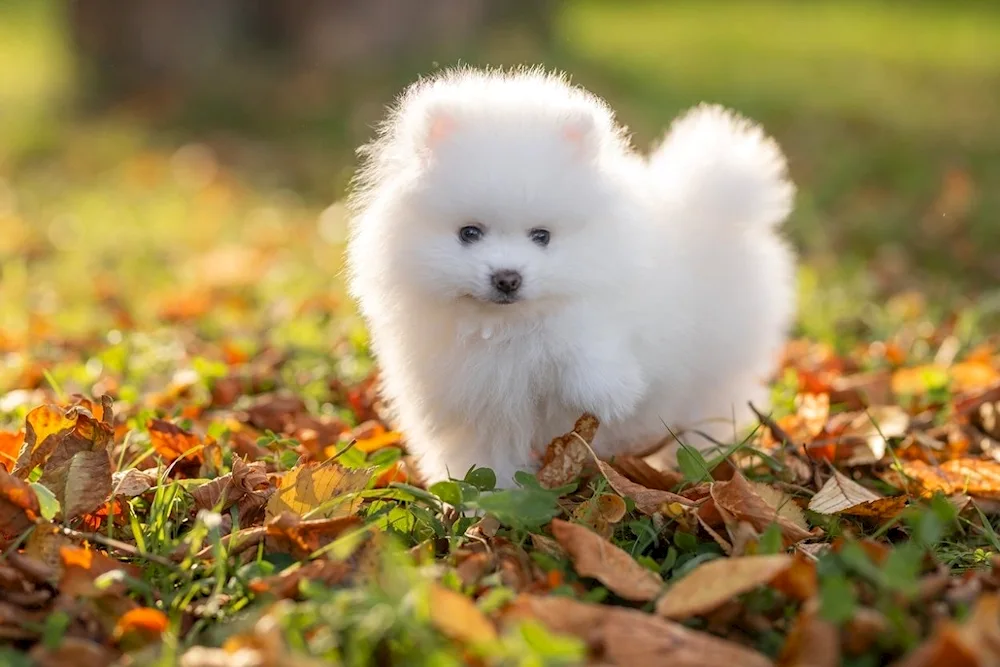 Pomeranian Spitz Teacup.