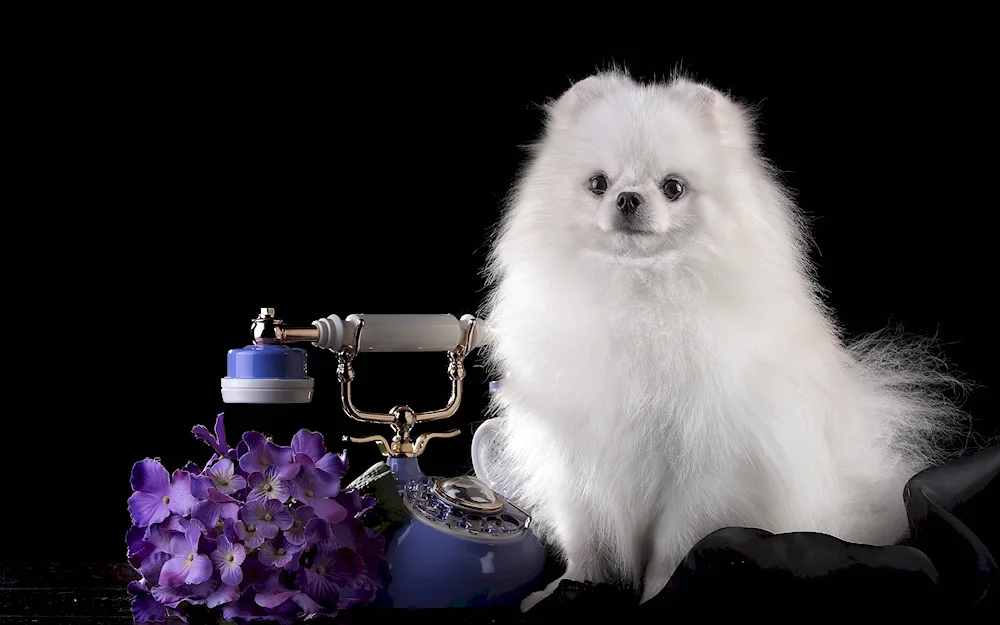 Pomeranian purebred Pomeranian Spitz Christmas