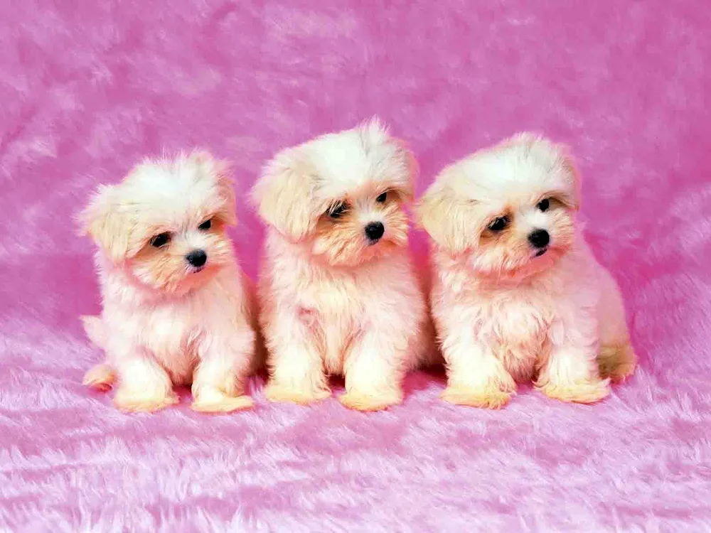 Chihuahua chihuahua chihuahua chihuahua dog breed bologna