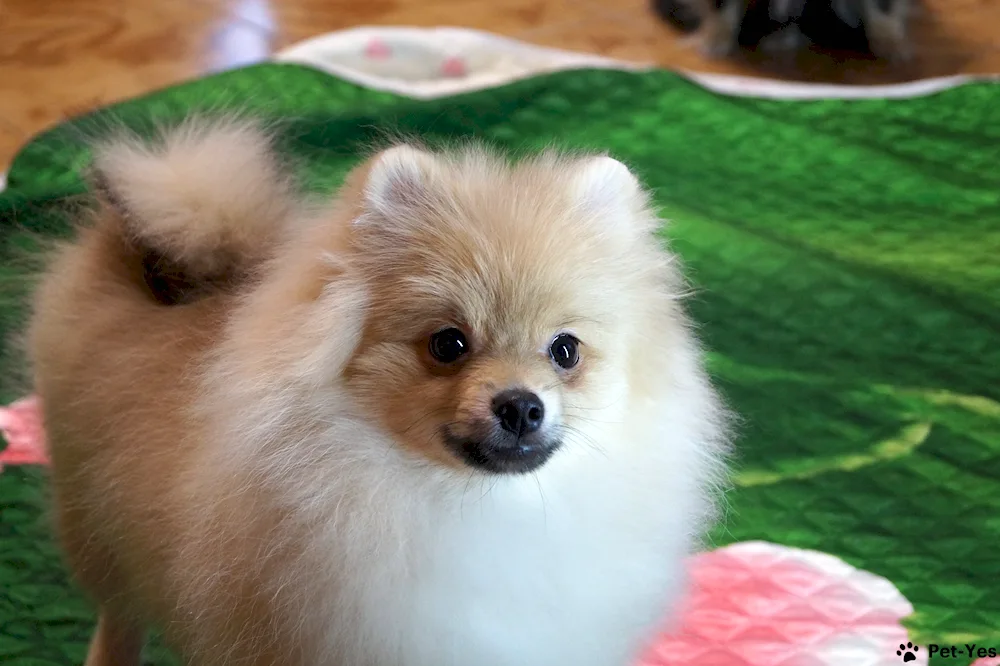 Pomeranian Spitz Large White.