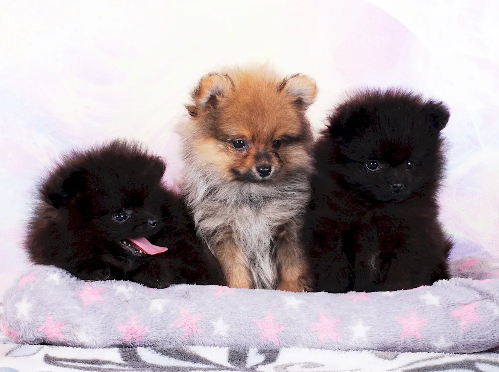 Pomeranian Spitz black