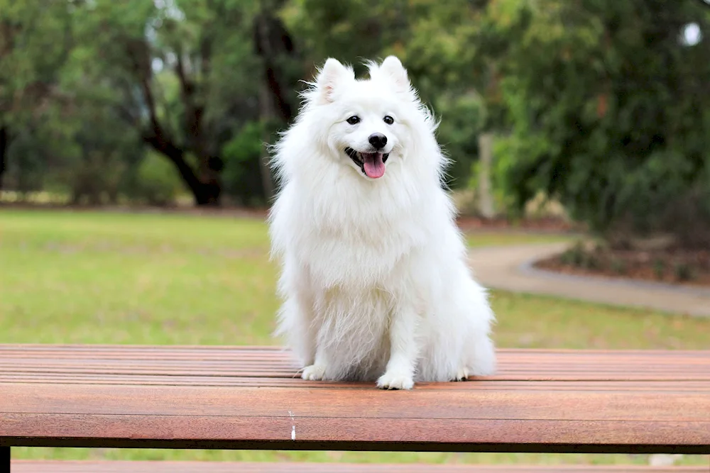 Japanese dwarf Pomeranian spitz