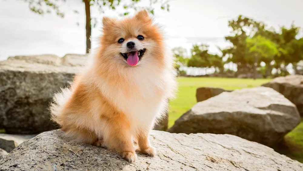 Pomeranian Spitz