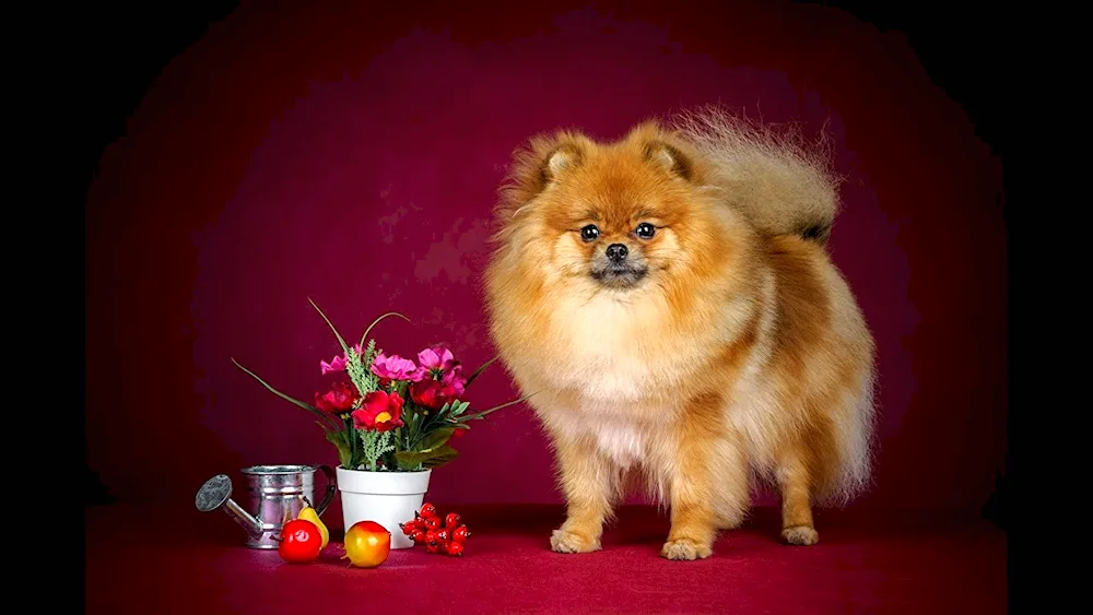 Spitz and Pomeranian Spitz