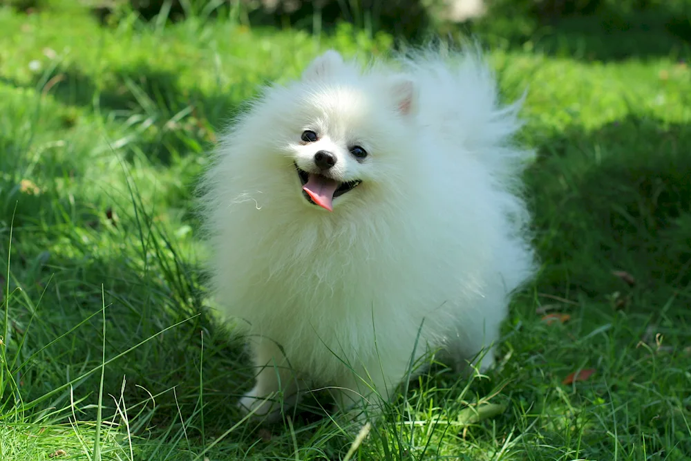 Pomeranian Spitz