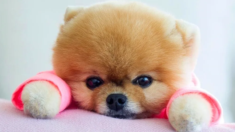 Pomeranian Spitz jiffpom
