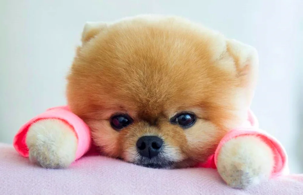 Pomeranian Spitz jiffpom