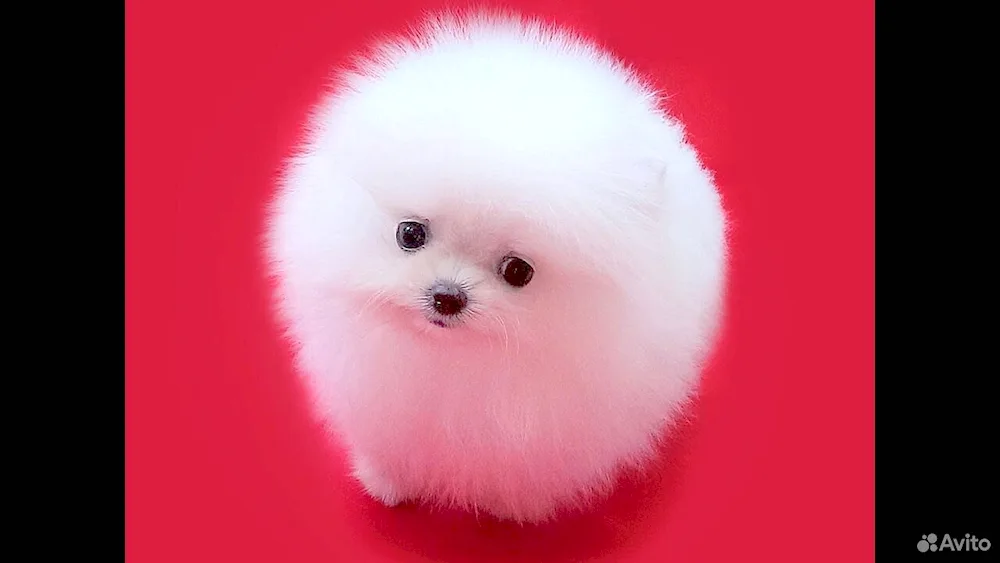 Pomeranian Spitz White