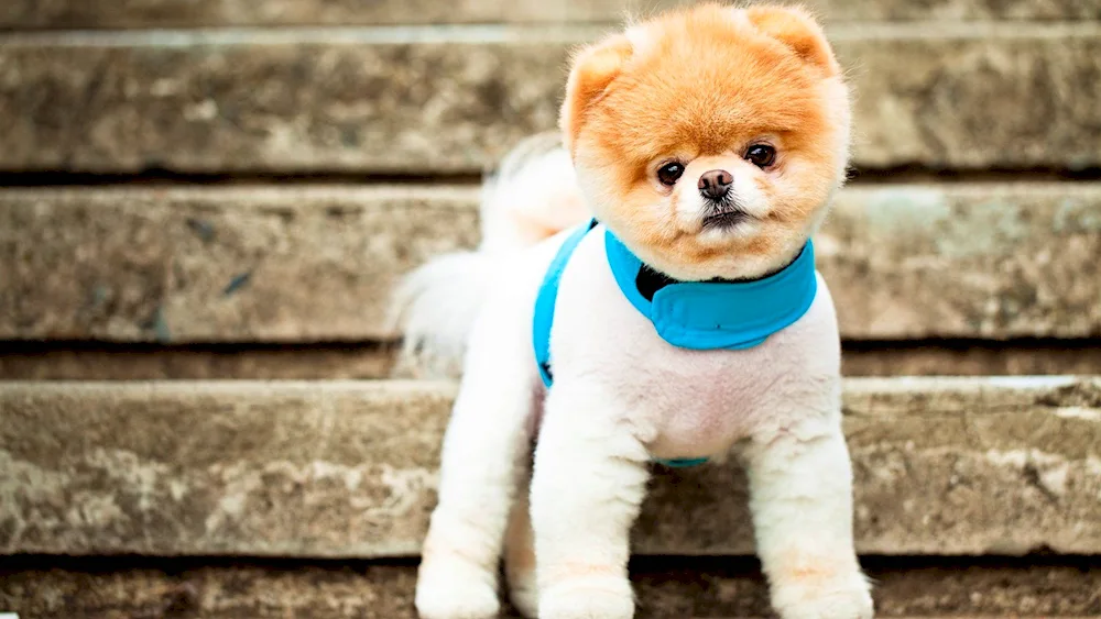 Pomeranian spitz Boo