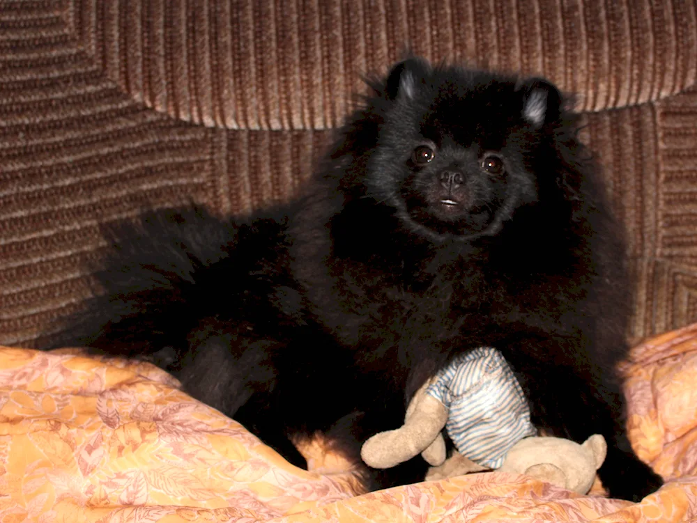 Pomeranian Dwarf Spitz black