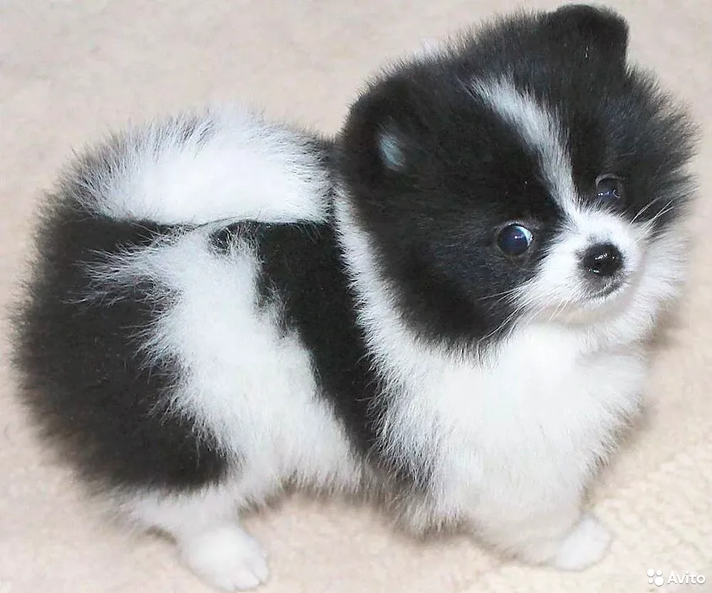Pomeranian Spitz