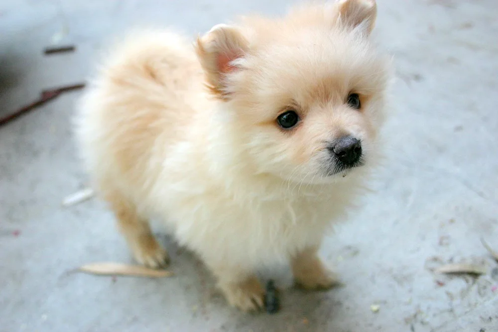 Spitz pomchi