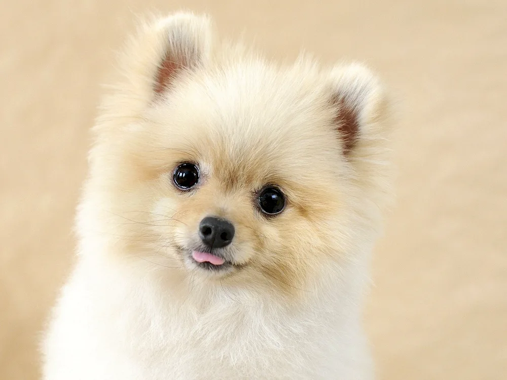 Pomeranian Spitz muzzle