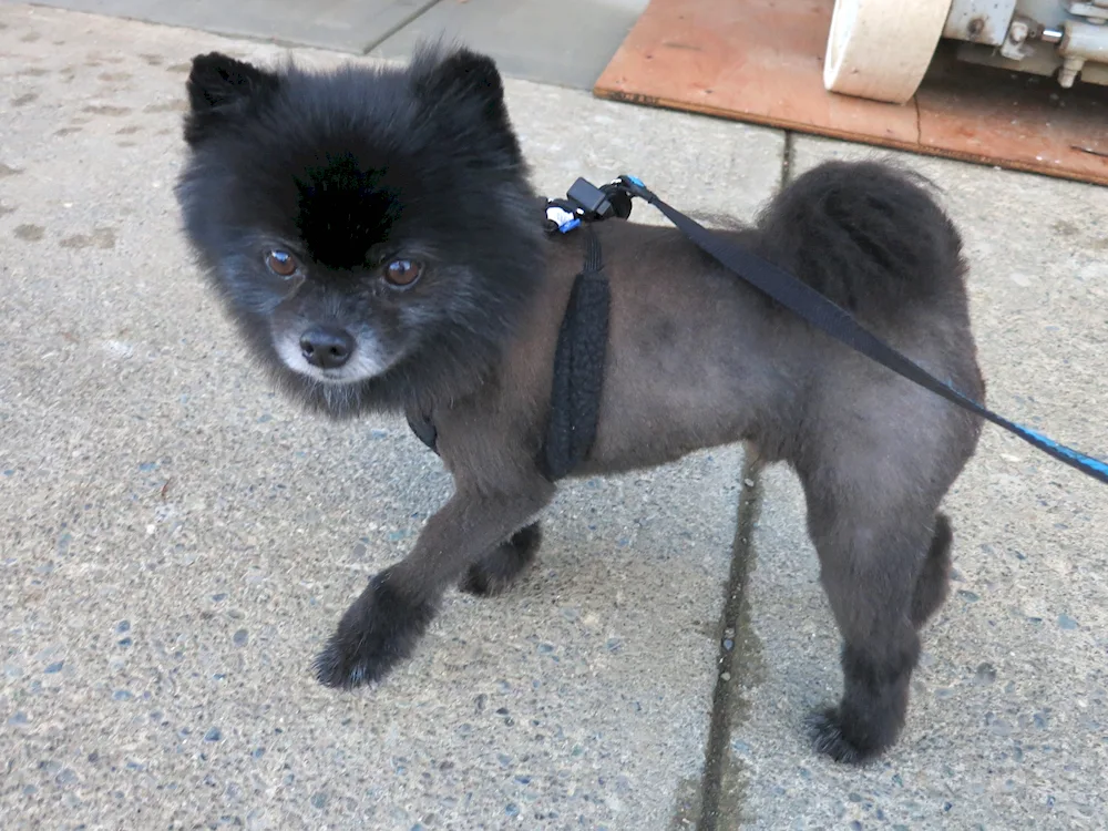 Pomeranian Spitz black haircut