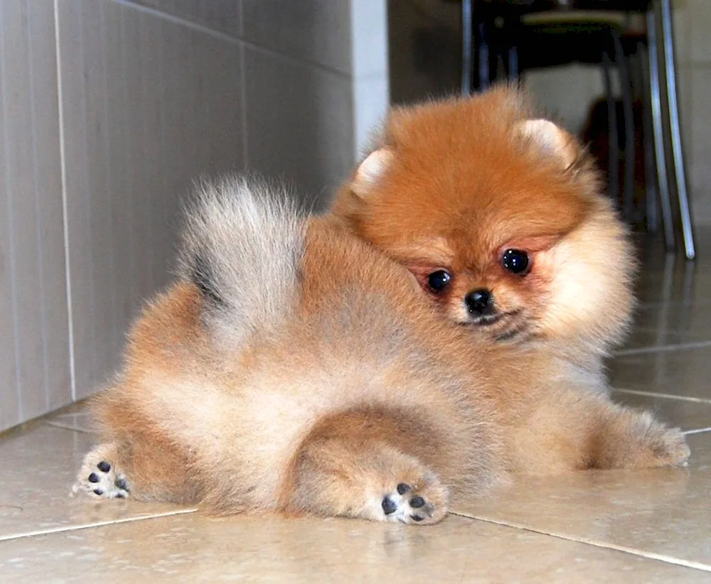 Pomeranian Spitz Terrier