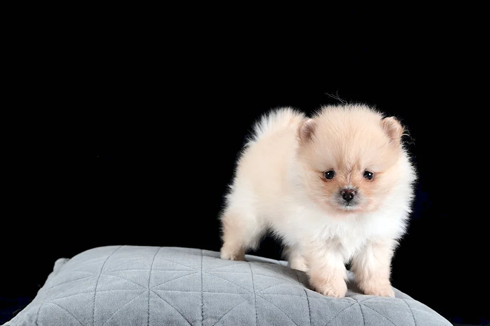 Pomeranian Terrier Spitz.