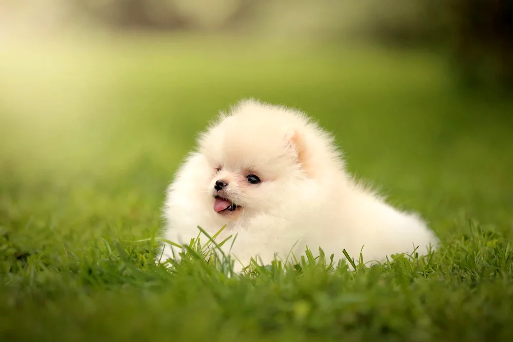 Pomeranian Dwarf Spitz