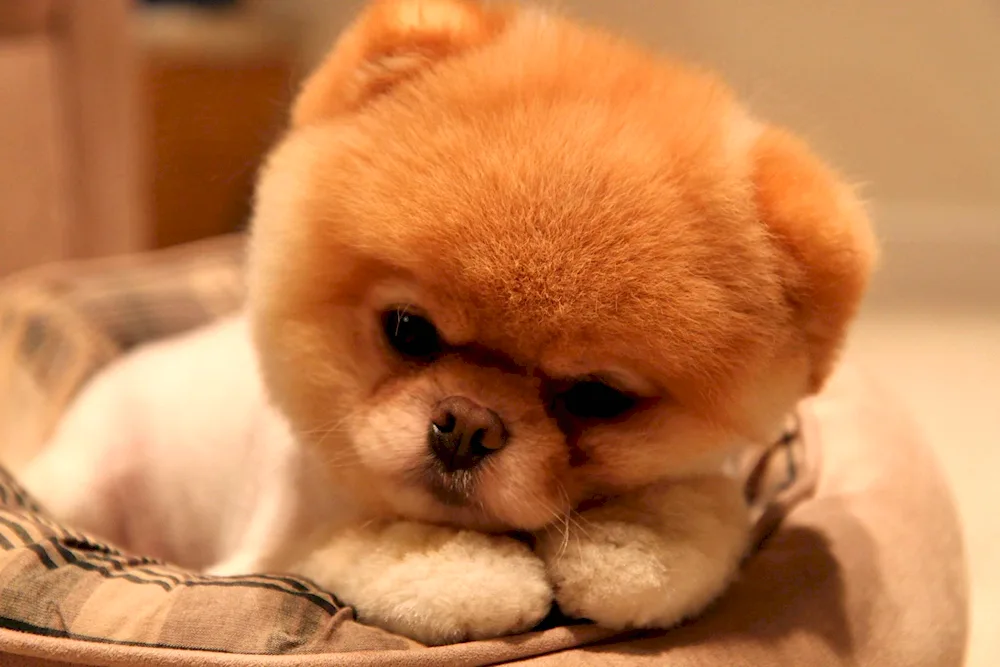 Pomeranian spitz dwarf