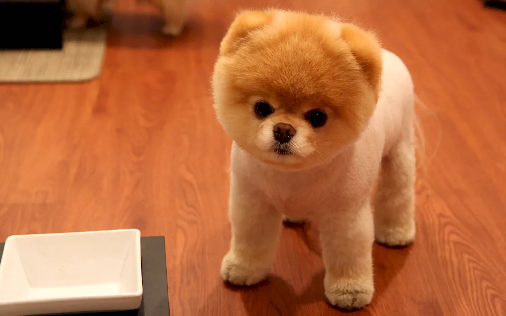 Pomeranian Spitz Christmas