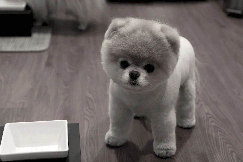 Pomeranian Spitz Dogs