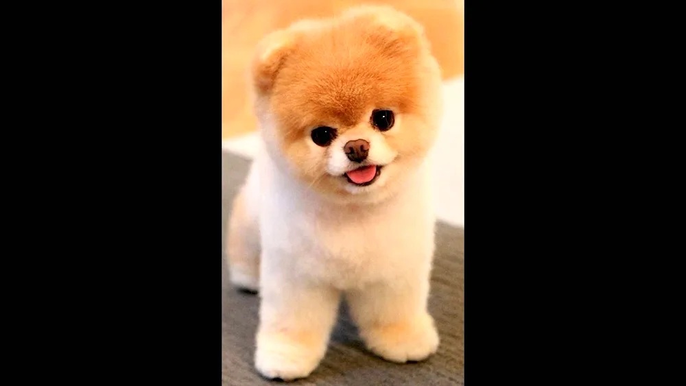 Pomeranian Spitz Boo