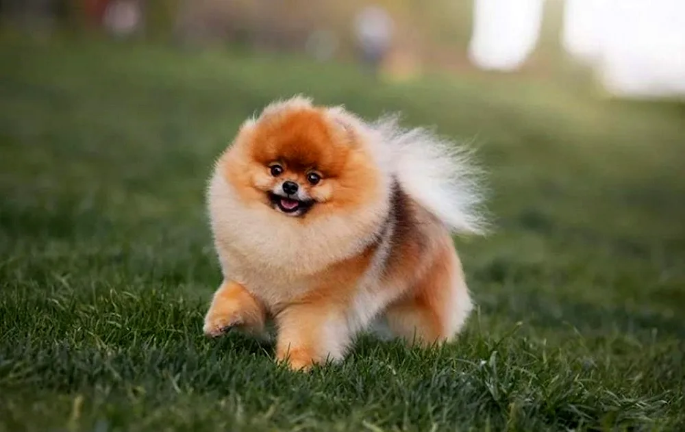 Pomeranian Dwarf Spitz