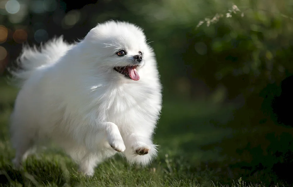 Pomeranian Spitz Korean