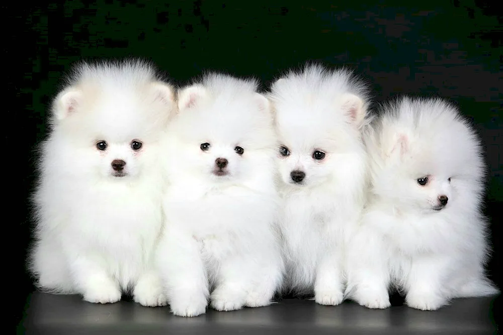 Pomeranian Spitz BOO