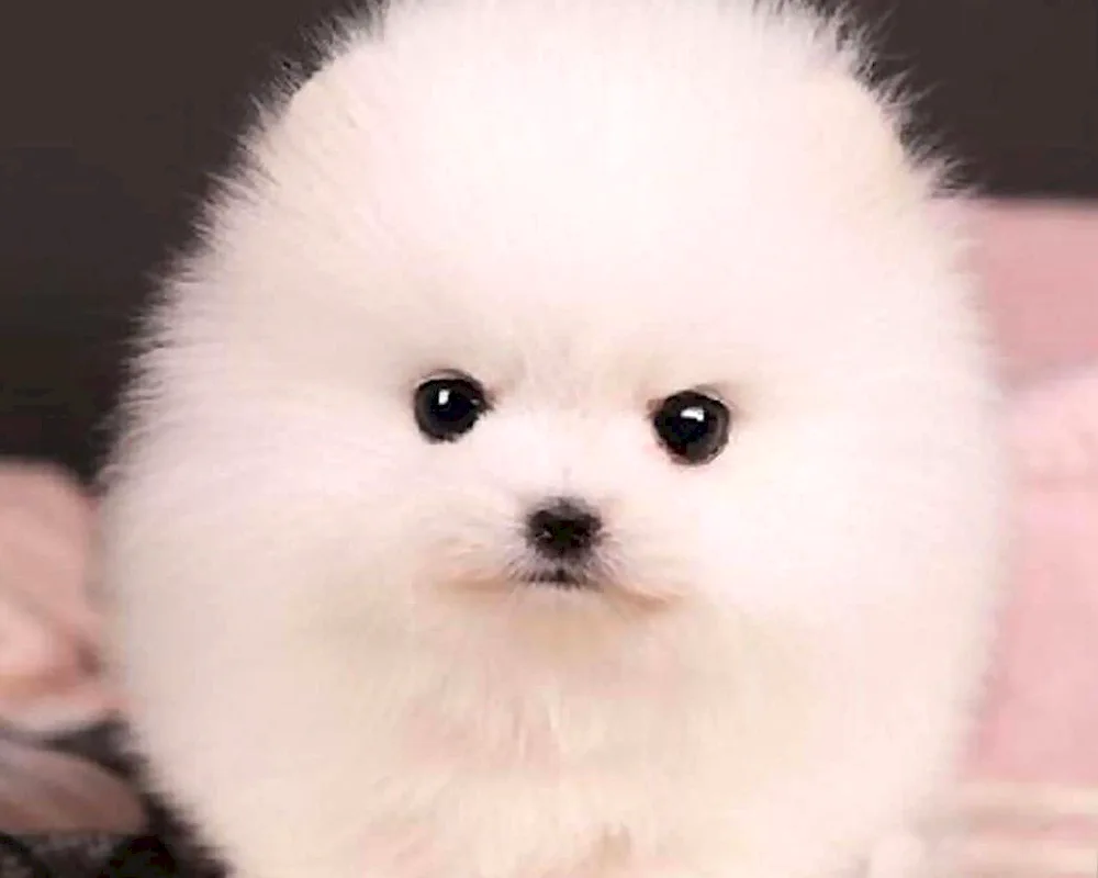 Pomeranian Dwarf Spitz White