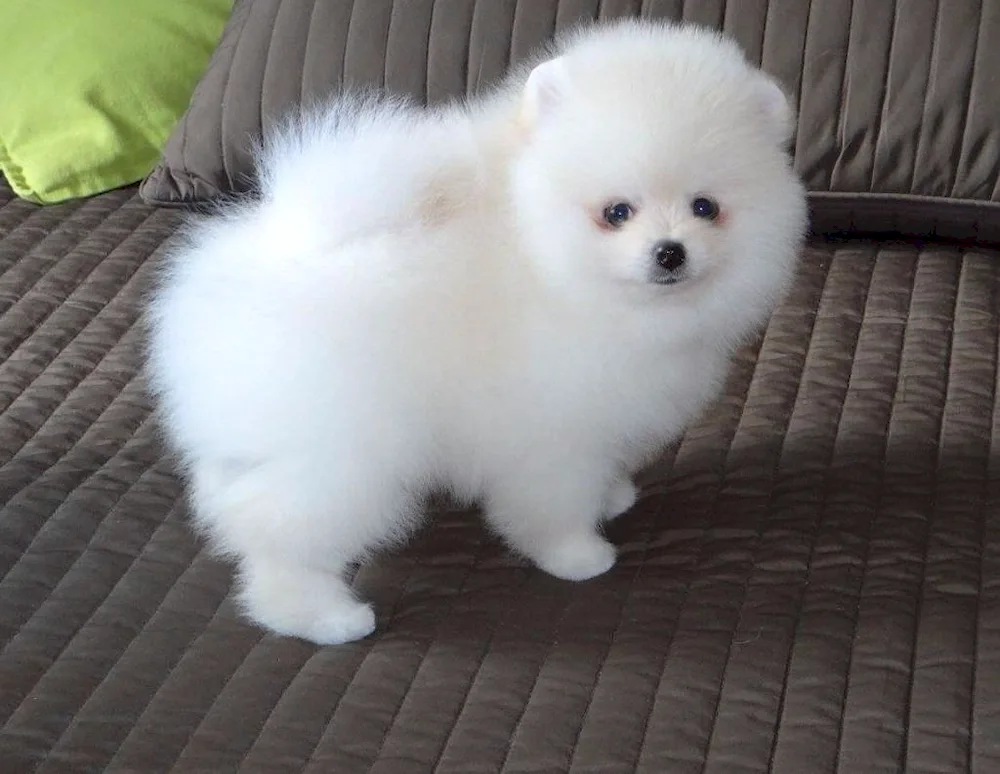 Spitz Pomeranian Dwarf White