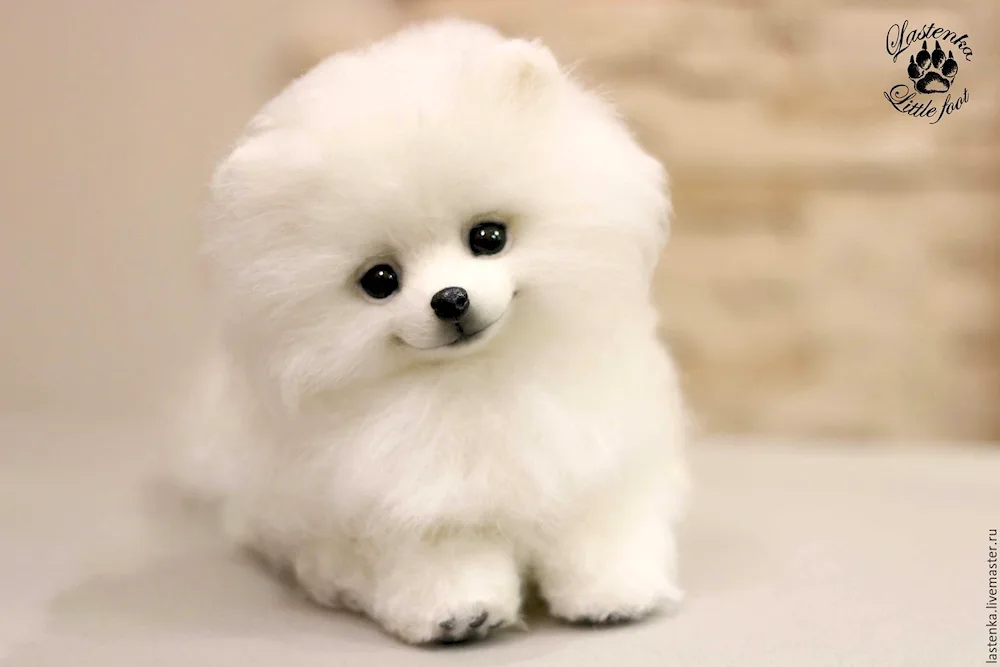 Pomeranian Dwarf Spitz White