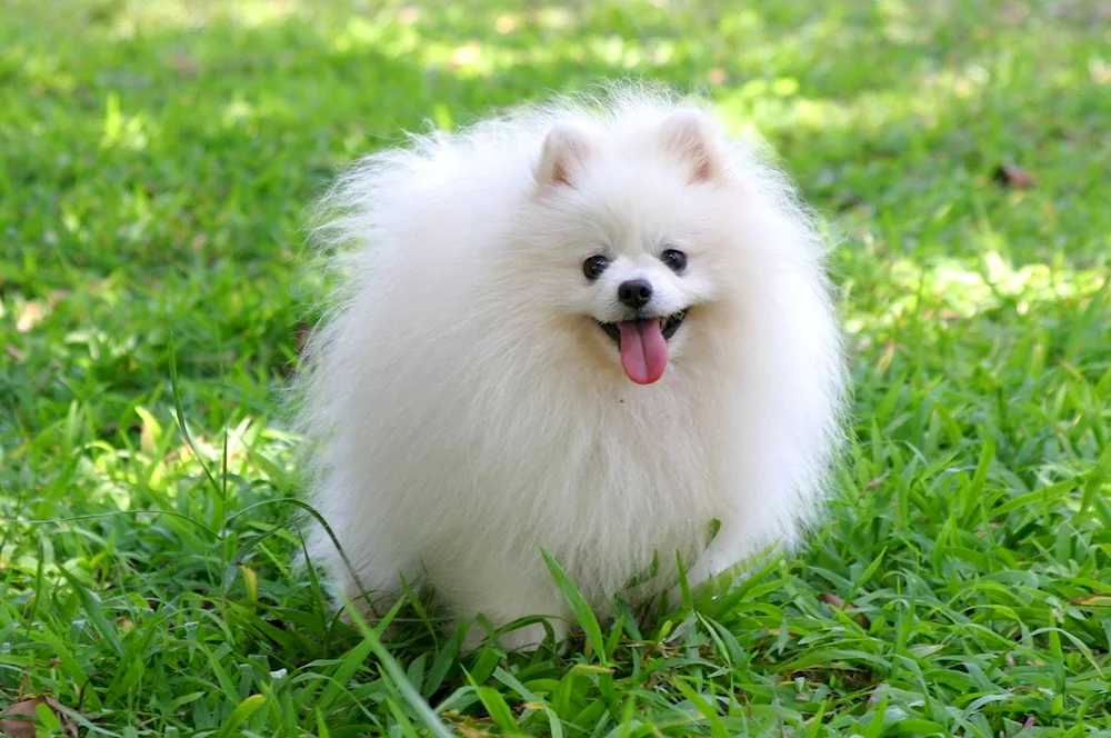 Pomeranian spitz Boo