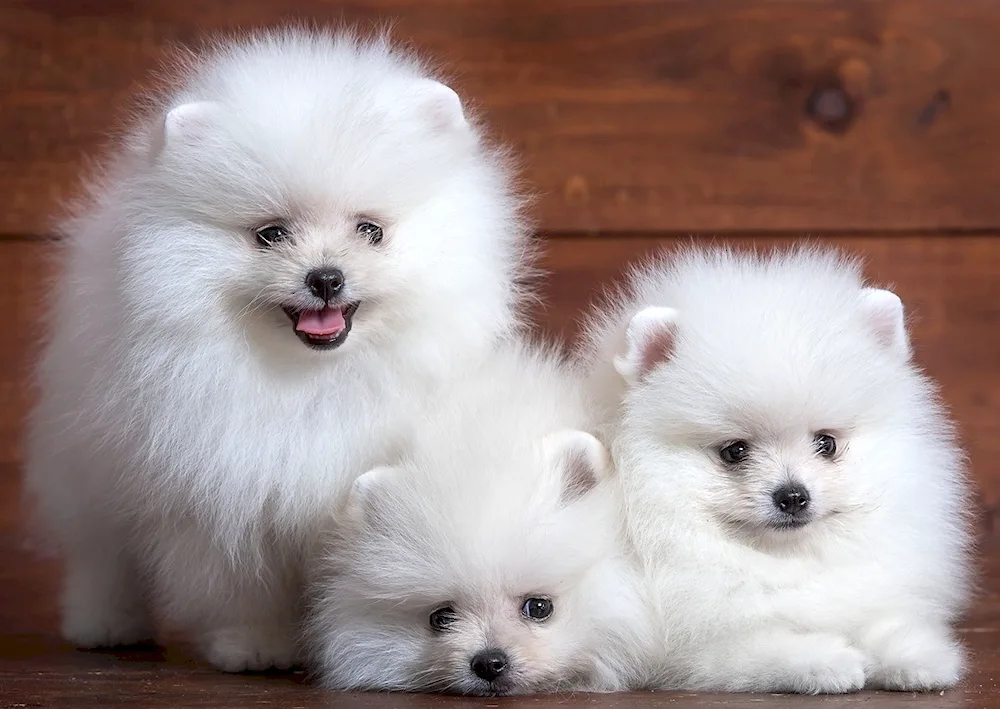 Pomeranian spitz Boo