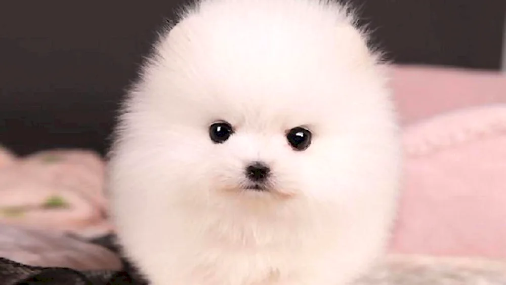 Beautiful puppies