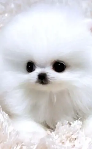 Pomeranian Spitz Dwarf White