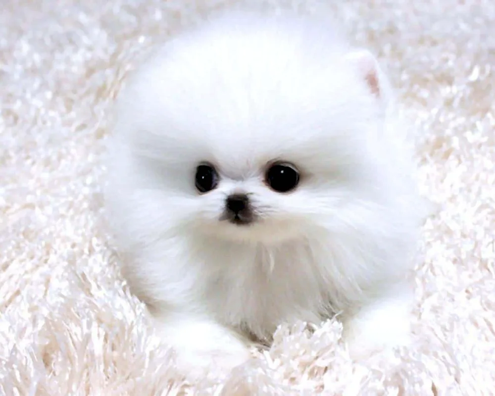 Pomeranian Spitz Dwarf White