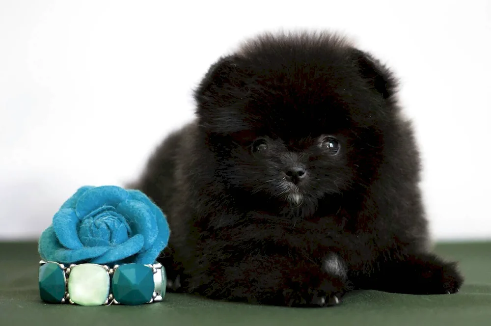 Pomeranian Spitz black