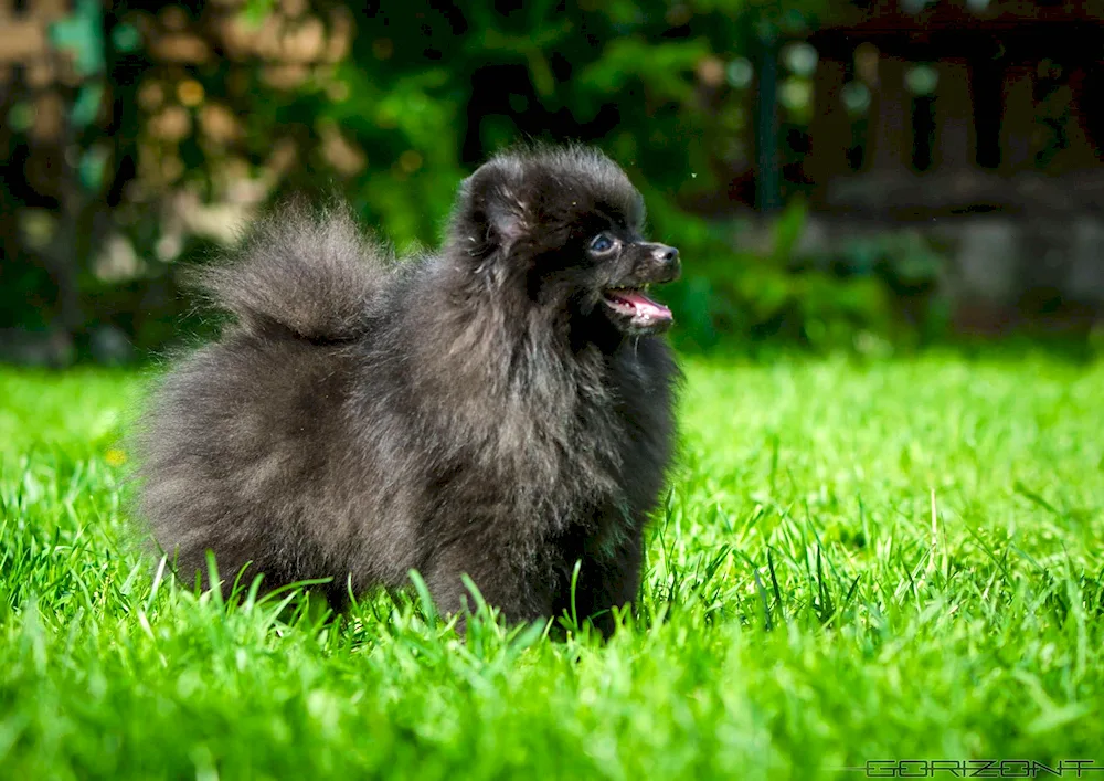 Pomeranian Spitz