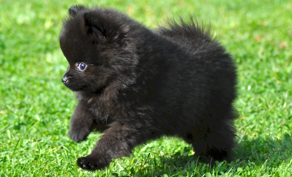 Pomeranian Spitz white