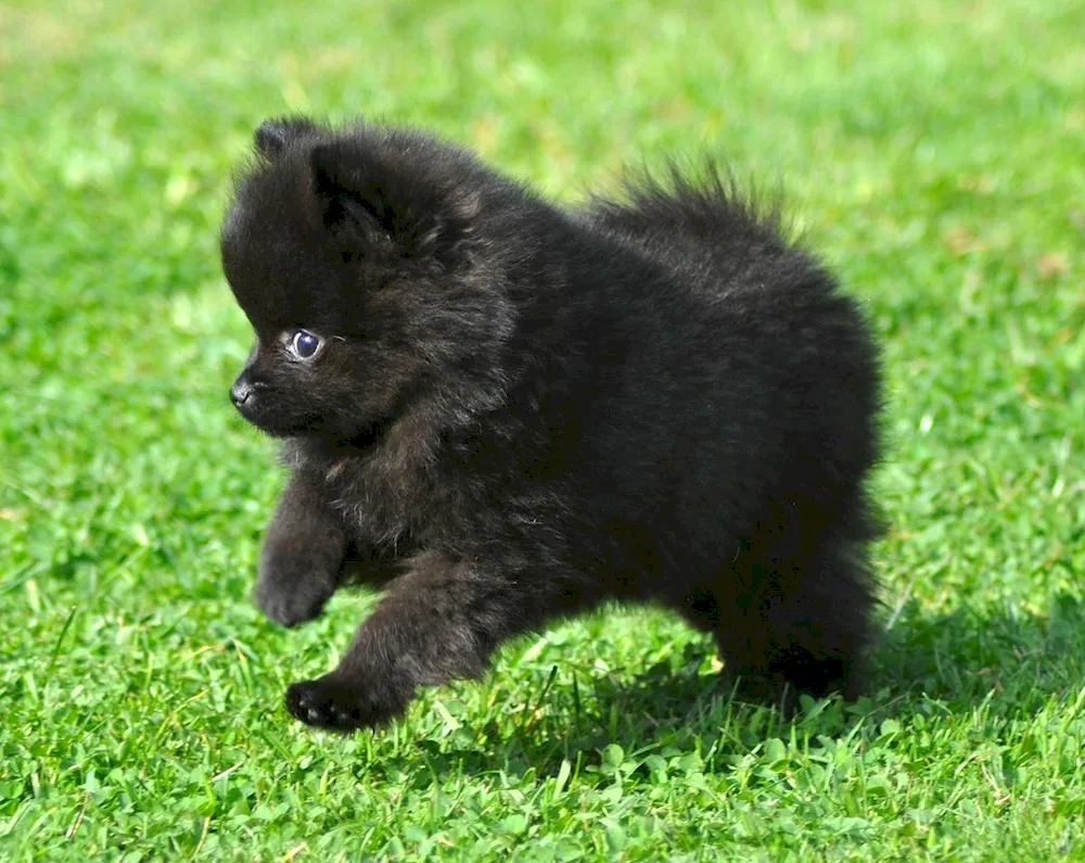 Pomeranian Spitz Dwarf Black