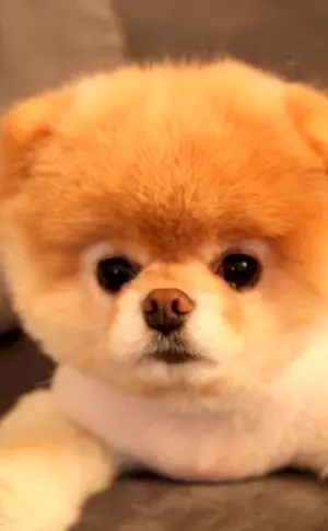 Pomeranian Bear Spitz