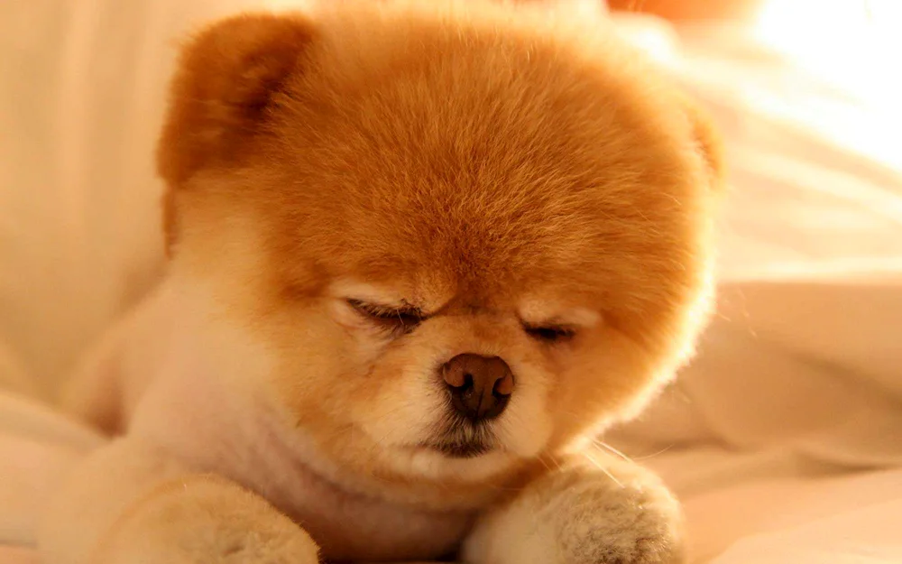 Pomeranian Bear Spitz Boo