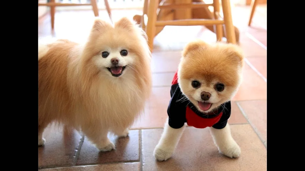 Pomeranian Puffy