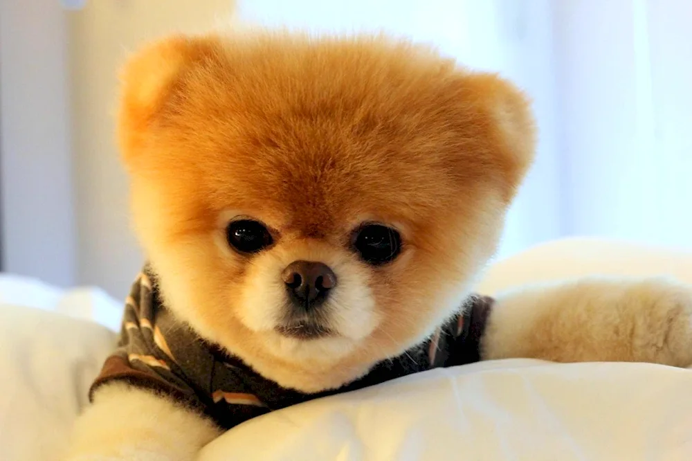 Pomeranian Bear Spitz
