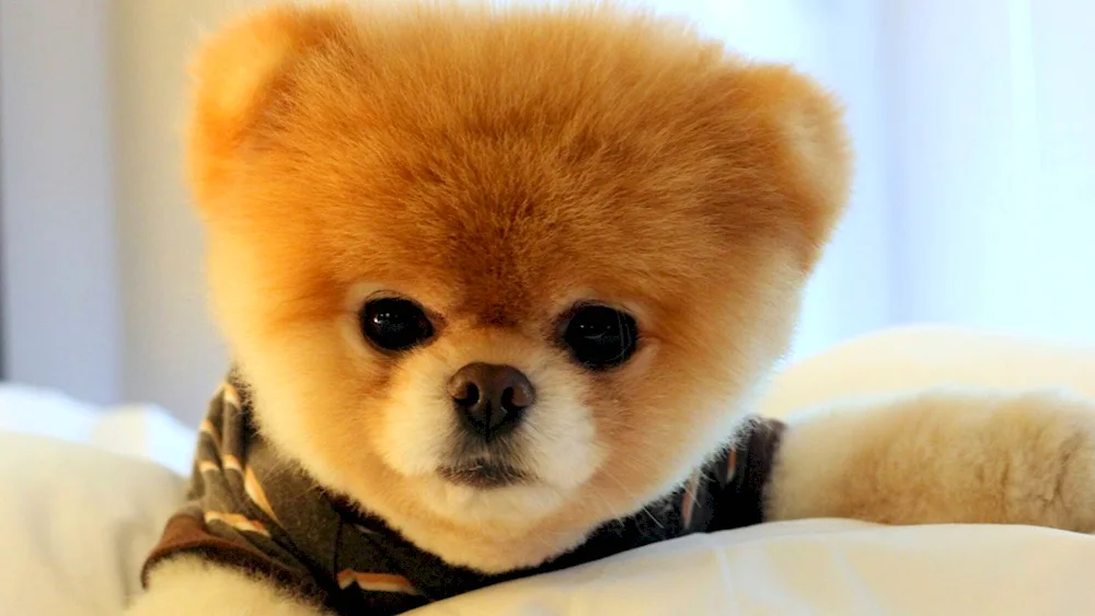 Pomeranian Bear Spitz