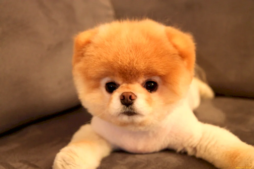 Pomeranian Bear Spitz Pomeranian Dwarf Spitz Boo