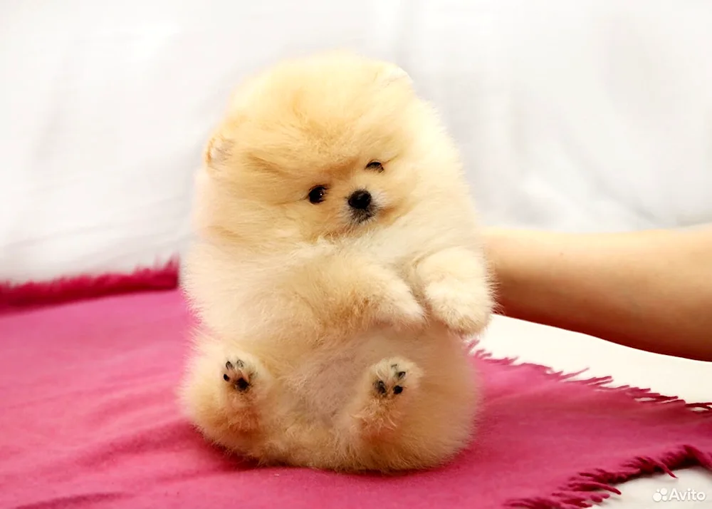 Pomeranian Spitz Boo