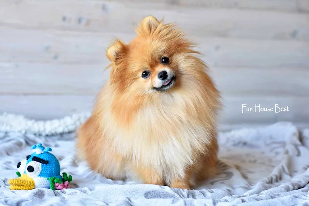 Pomeranian Spitz bear ginger