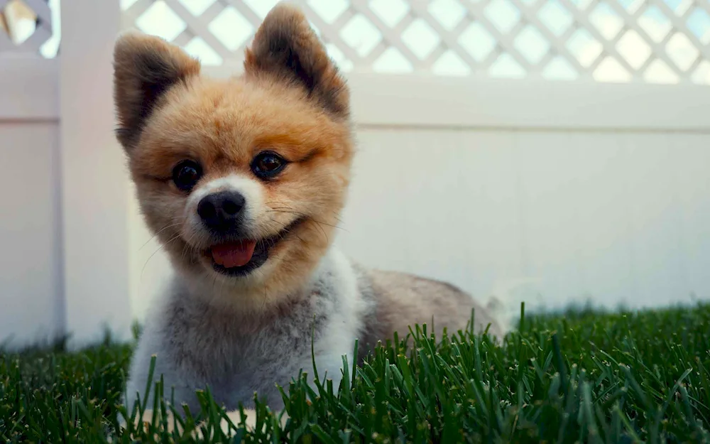 Pomeranian Spitz Blue